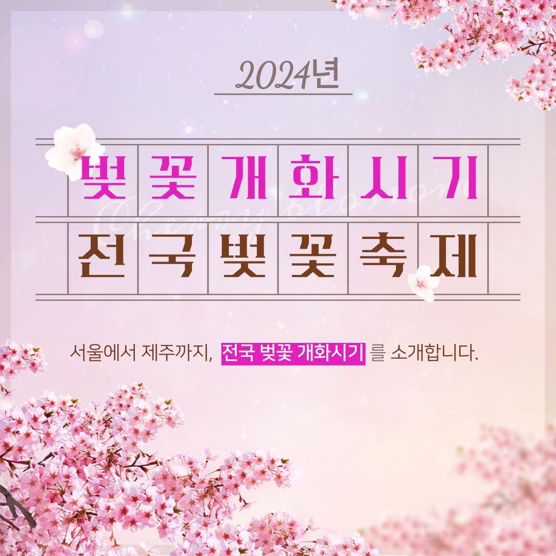 2024년 벚꽃 개화시기