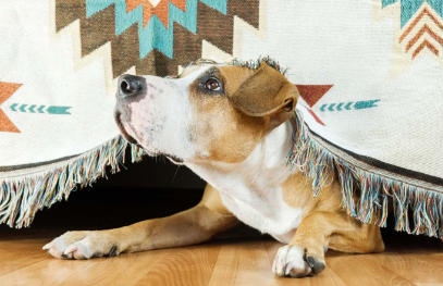 쳐다보는 강아지