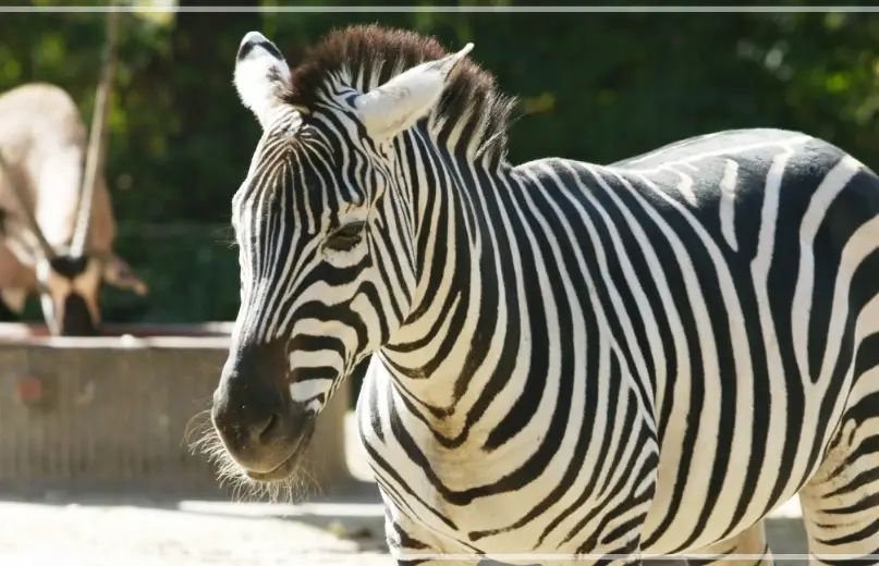 서울대공원-동물원-입장료-가격-할인-이용시간