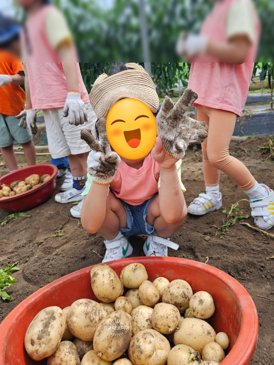 "아이랑 감자 수확 체험 가봤더니… 놓치면 아쉬운 준비물 까지 총정리!"