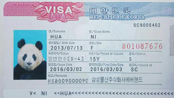 자이언트판다아이바오비자사진