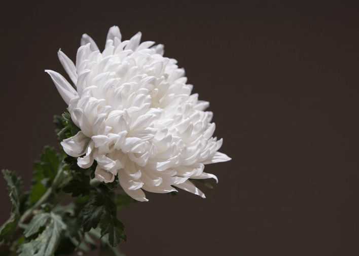 장례 위로 문구