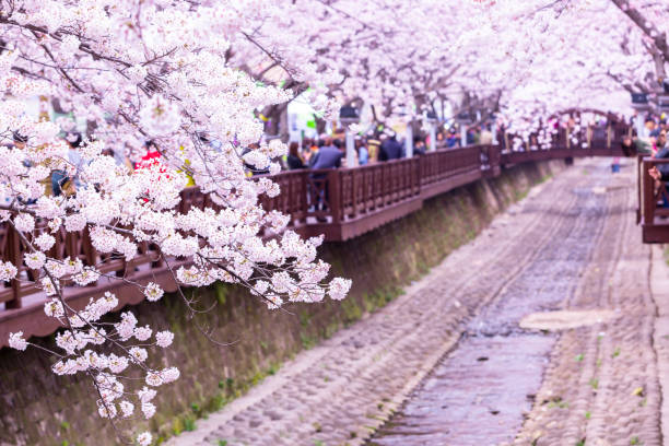 2025 벚꽃 개화 시기 &amp; 전국 벚꽃 축제 총정리