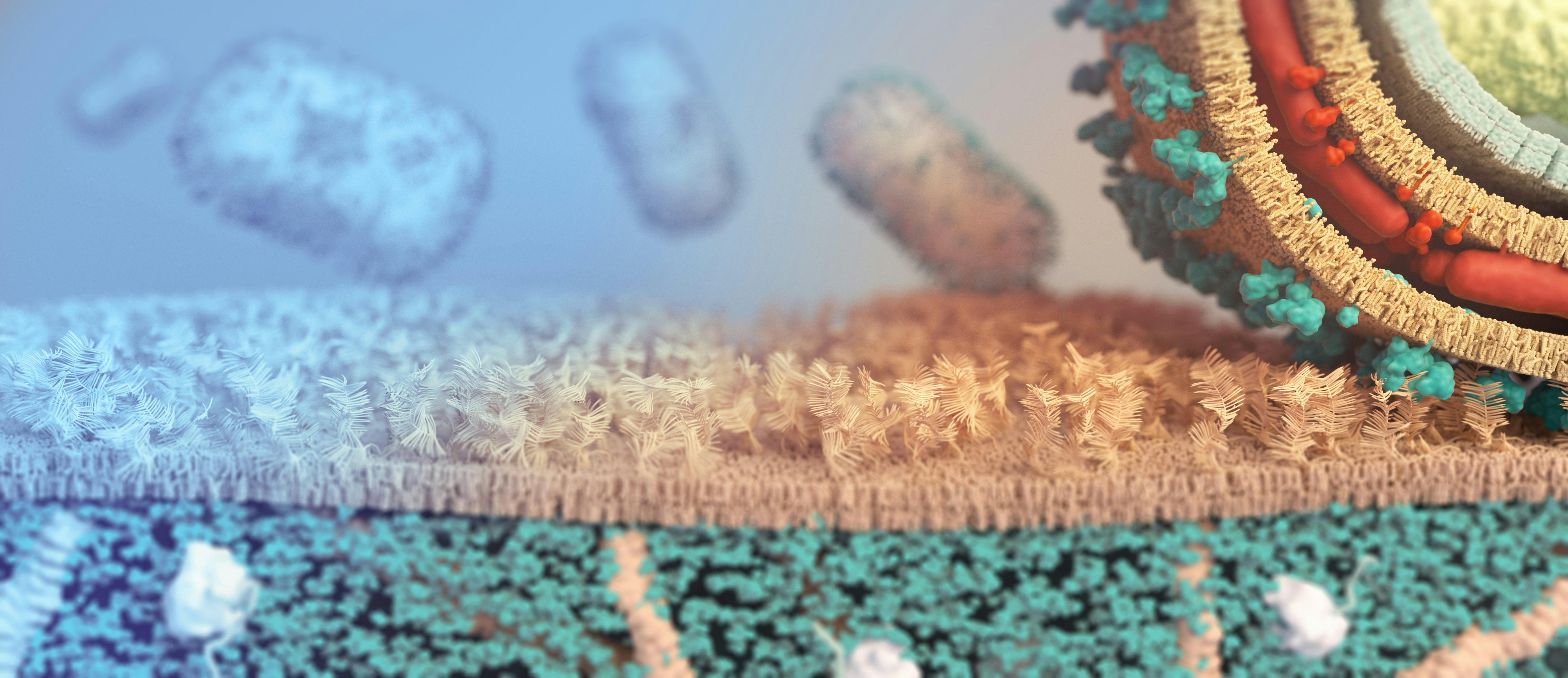 원숭이 두창 증상 및 감염경로 (+ 원인 백신 엠폭스)
