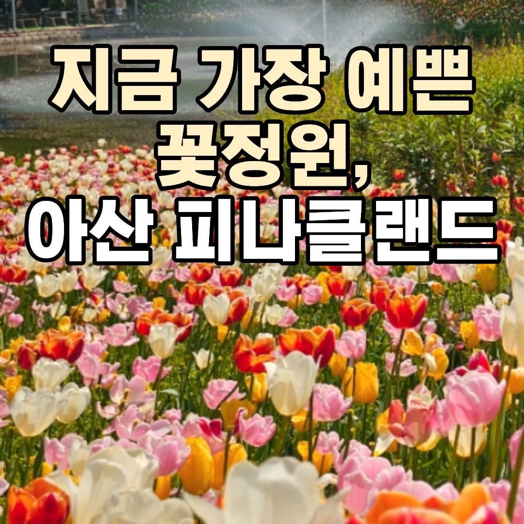 아산 피나클랜드 튤립 축제 2026 수선화 튤립 꽃정원과 봄꽃 풍경