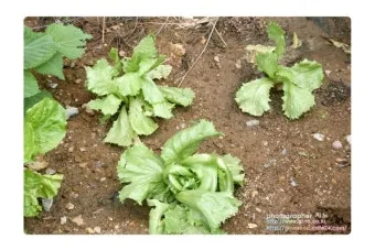 양상추 재배 결구 키우기 파종 시기 물주기 요령_7