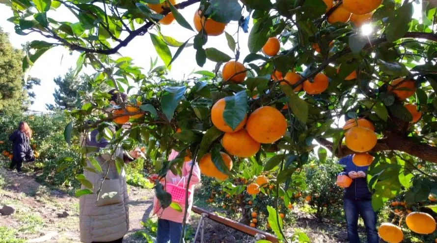 제주도-겨울-가볼만한-놀거리-감귤체험-감귤나무와-사람들