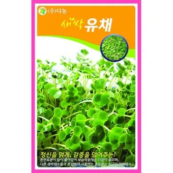 유채 재배 가을 파종 겨울 보온 봄 개화_11