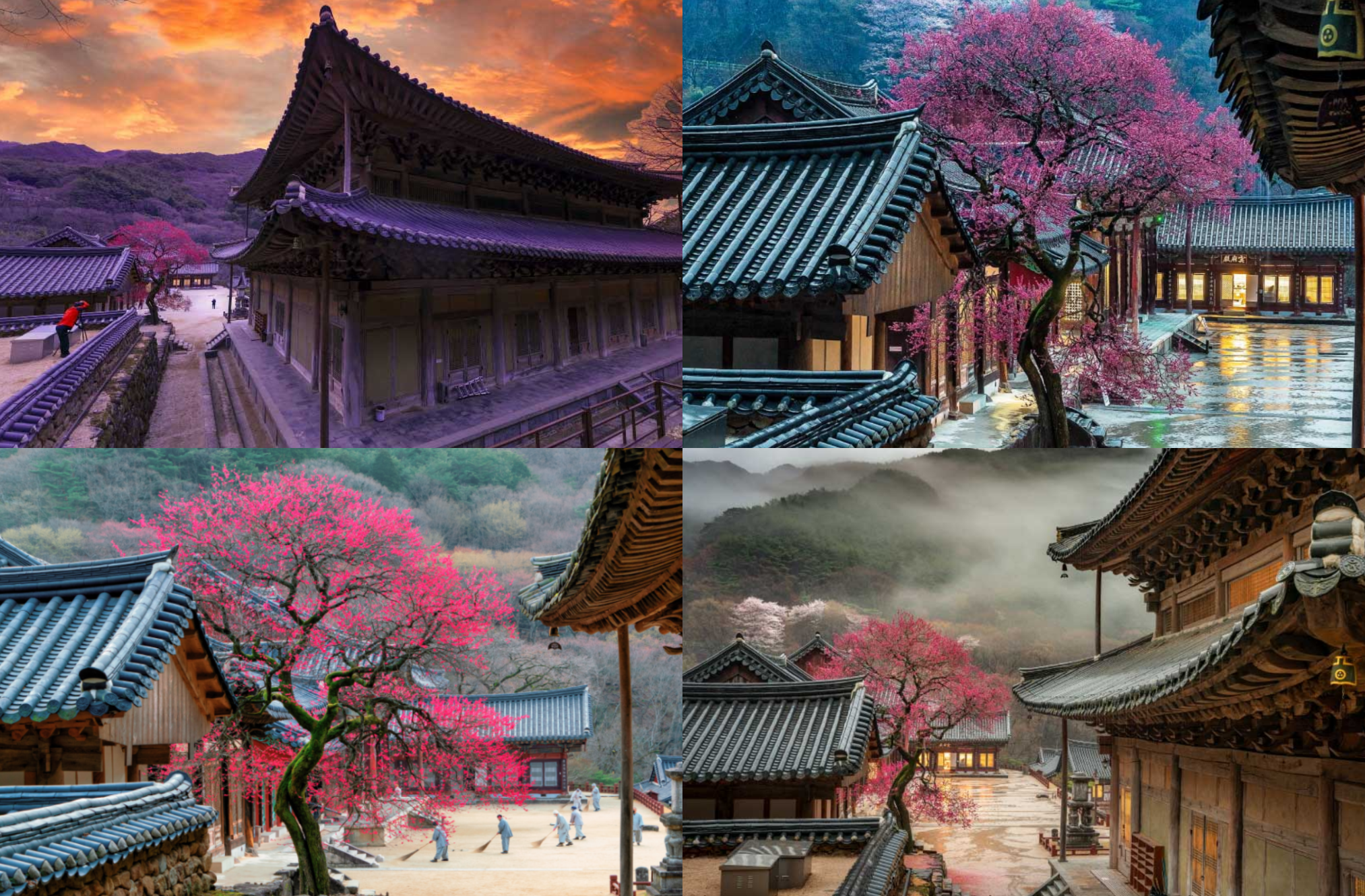화엄사 홍매화