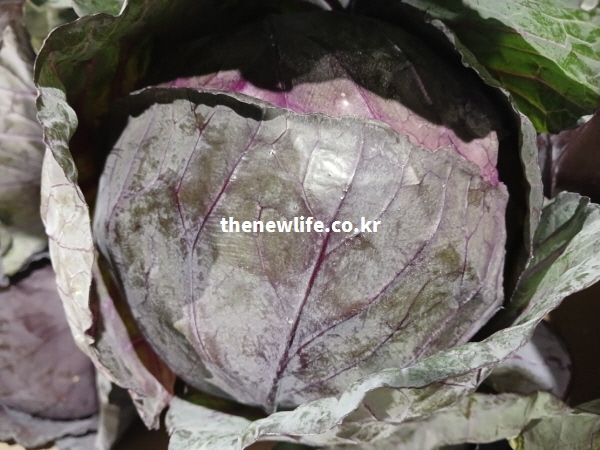 위염과 역류성 식도염 완화에 도움을 주는 단단하게 결구된 신선한 적양배추의 모습