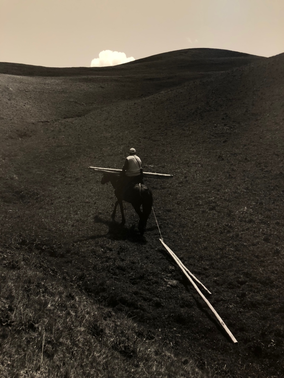 프레데릭-벅스-나무싣고-가는-사진