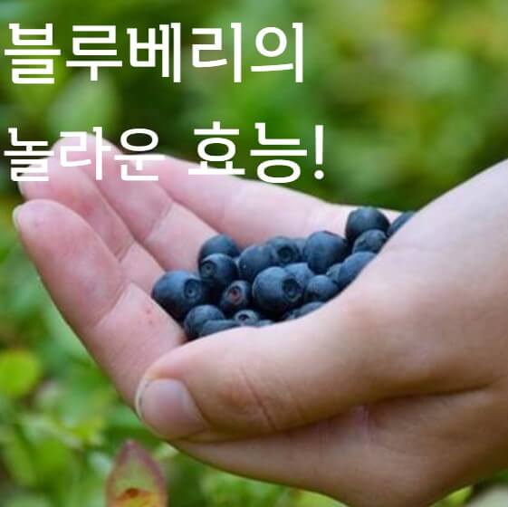 블루베리-효능