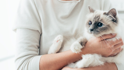 안기는 고양이.