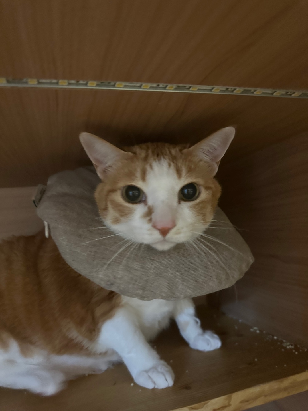 입원한_호야_고양이_담관염_췌장염_16