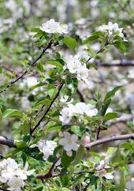 제 3회 문경 사과 꽃 축제 기본일정과 특징 소개