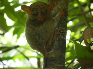보홀 여행 추천 타르시어 안경원숭이 보호센터