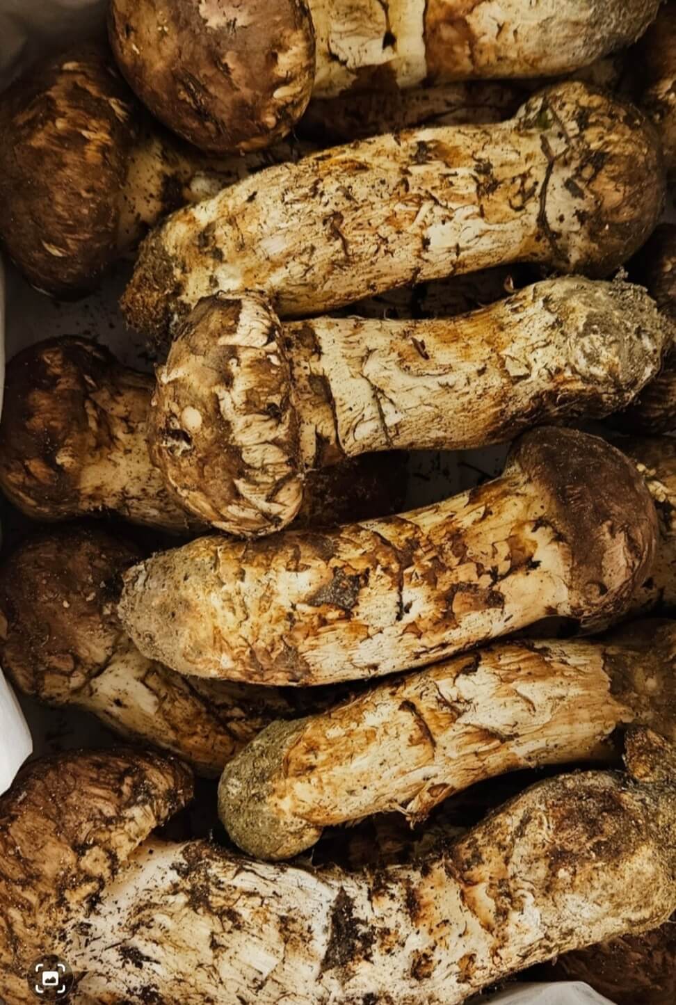 송가인 팬 어게인 음식선물 인증