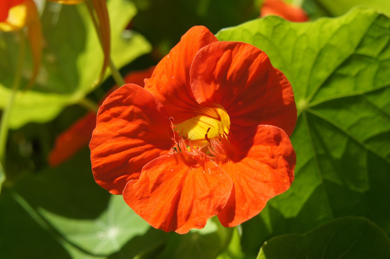 한련화(Nasturtium)