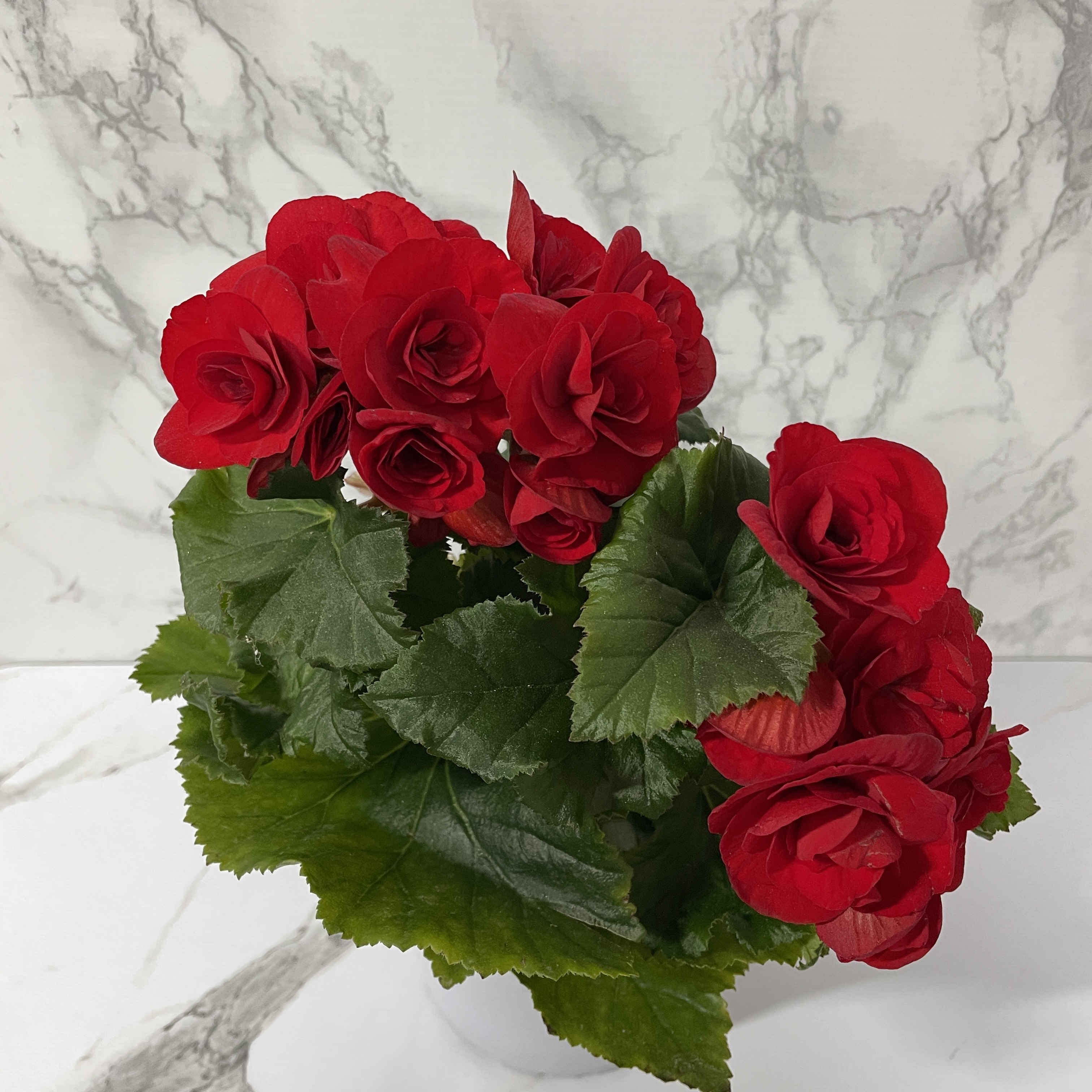 베고니아 키우는 법&amp;#44; 물주기&amp;#44; 햇빛&amp;#44; 관리방법