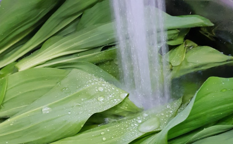 명이나물,산마늘 손질법, 효능과 부작용