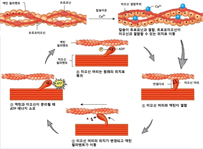 칼슘의 근육 수축 이완 관여 도식도
