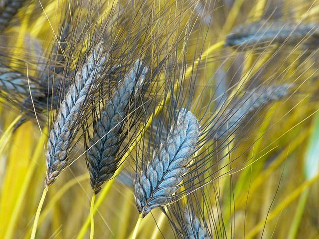 파로-고대곡물