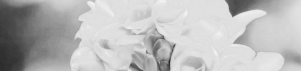 프리지아 꽃말, 후리지아 꽃말