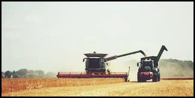 파로 곡물 효능 및 부작용과 먹는 법