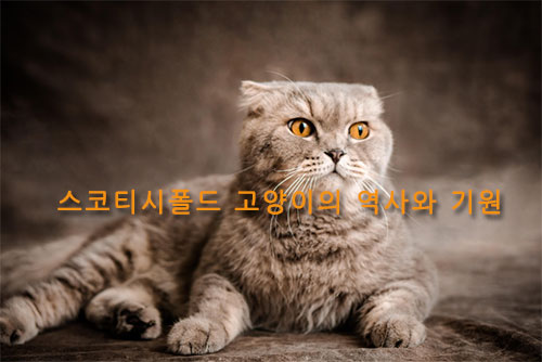 스코티시폴드 고양이의 역사와 기원