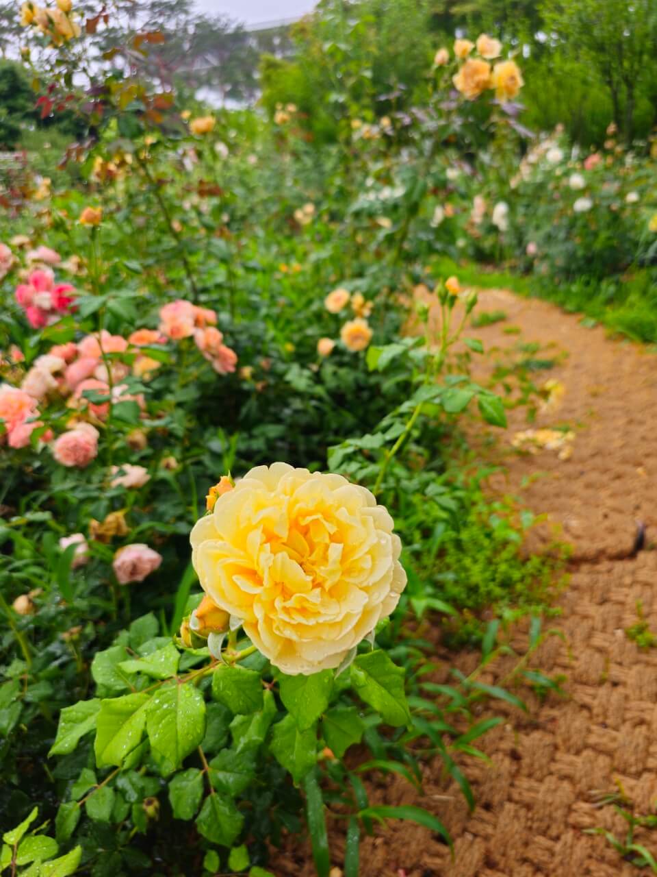 시각장애인 디지털 접근성 정책 비교