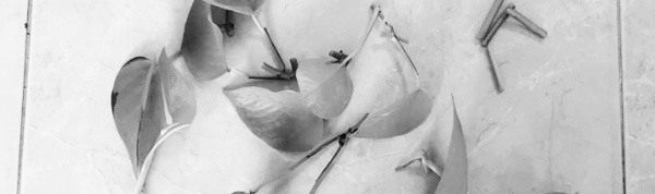 스킨답서스 키우는법: 번식