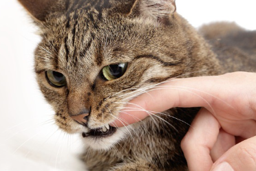 손가락을 입에 넣은 고양이.