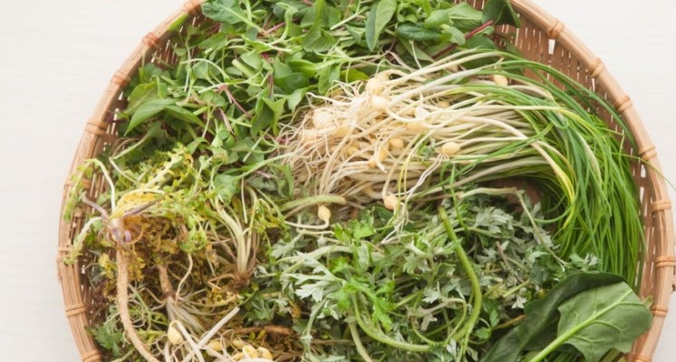 3월 제철 건강 나물 달래, 돌나물, 미나리 영양