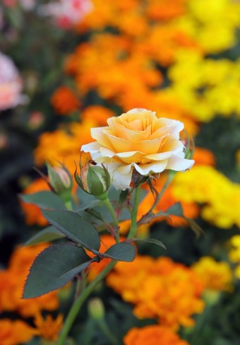 에버랜드 장미축제 2025