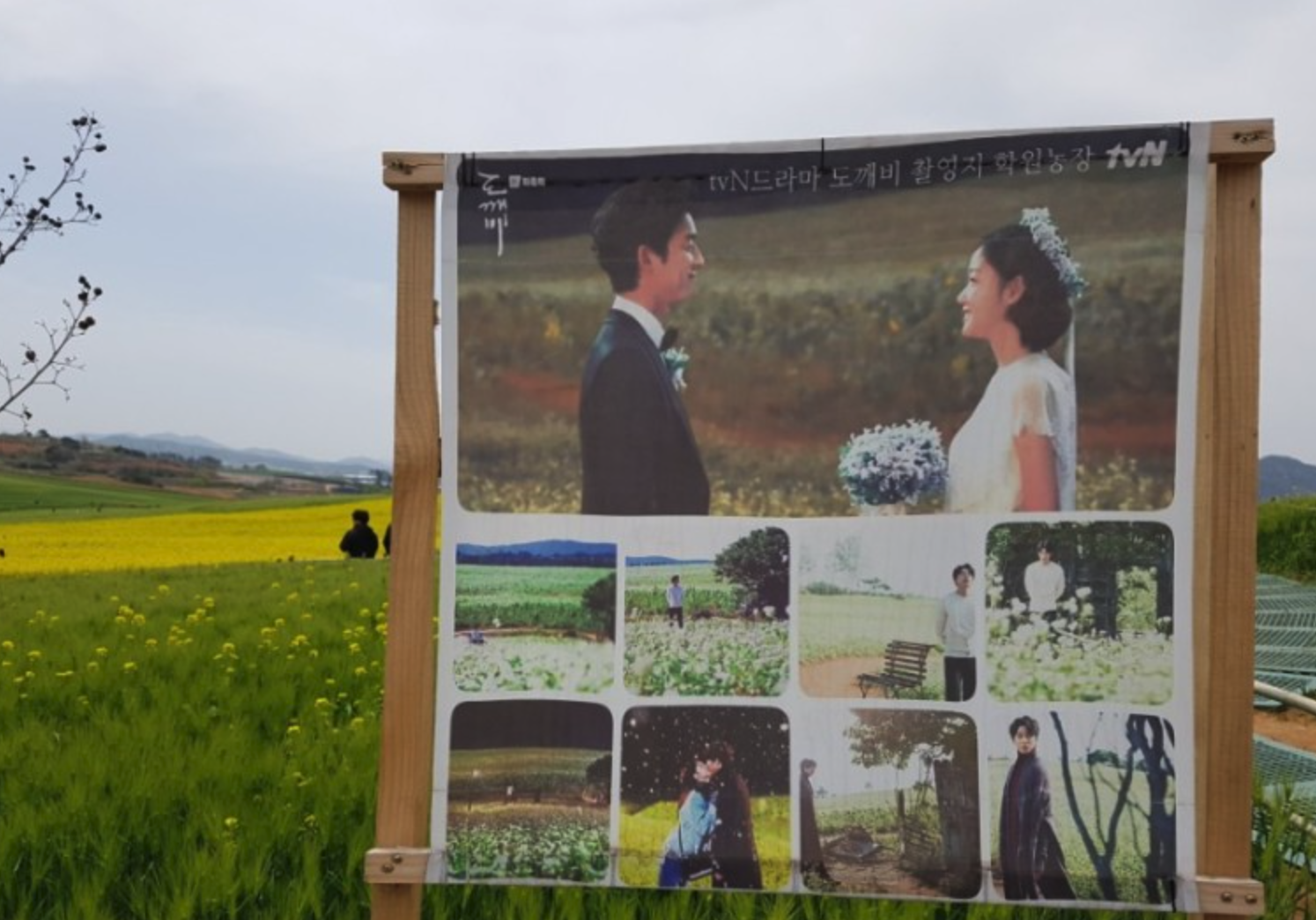 고창-청보리밭-축제