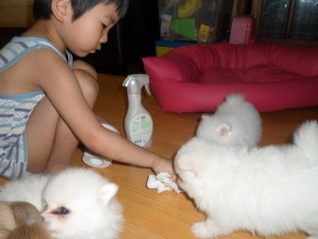 개가-싼-똥을-치우는-착한-어린이