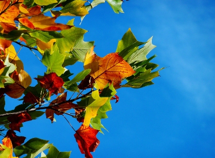 화담숲-모노레일