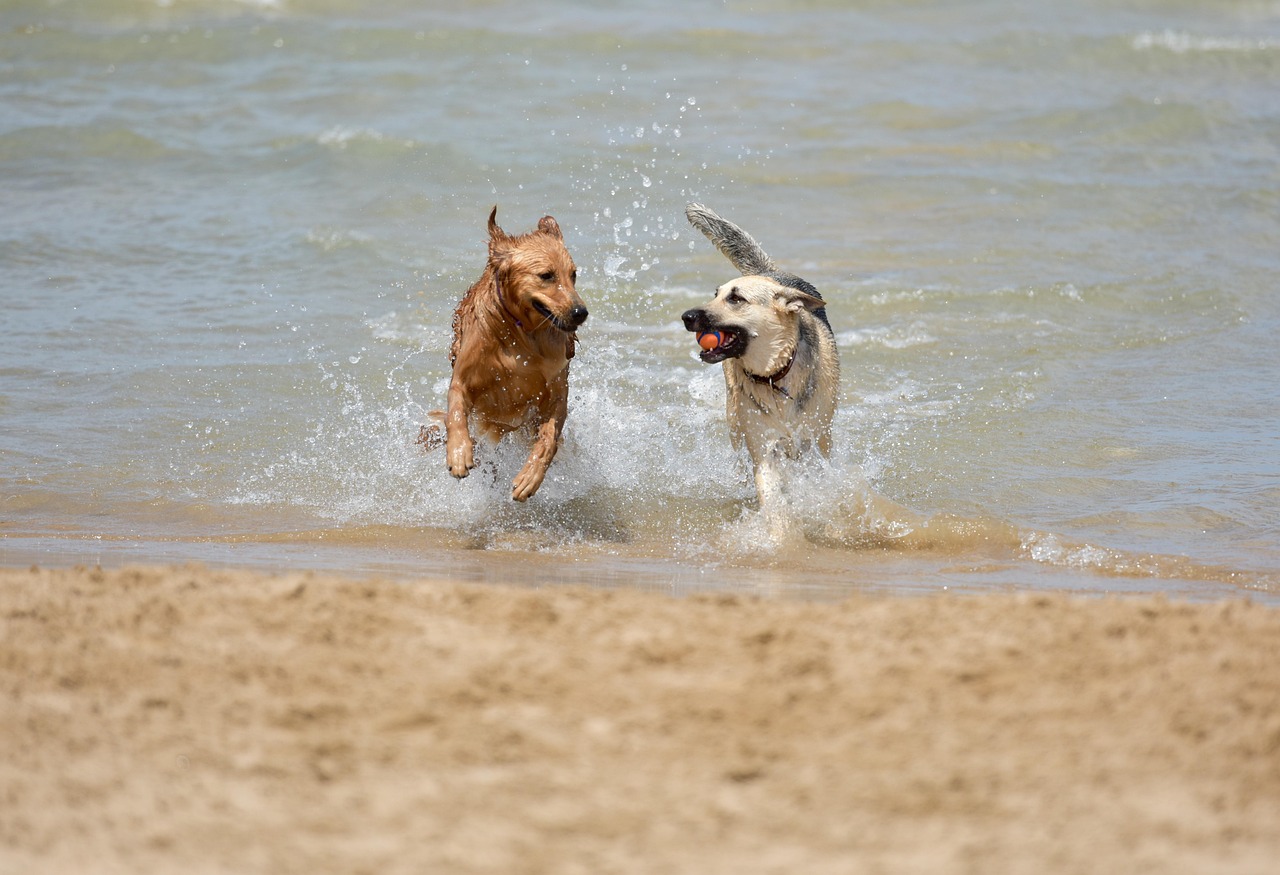 dog-1-23