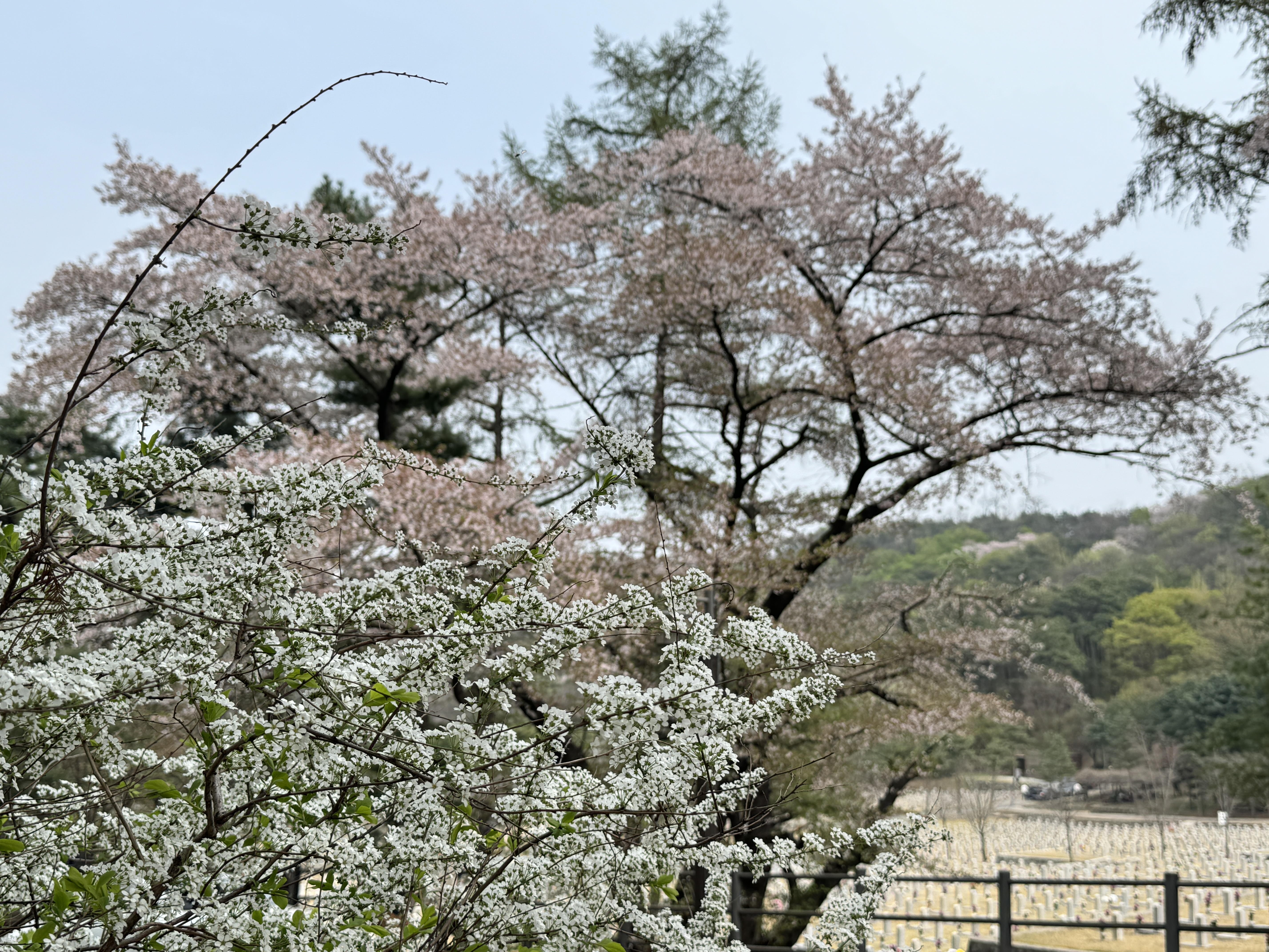 현충원 벚꽃