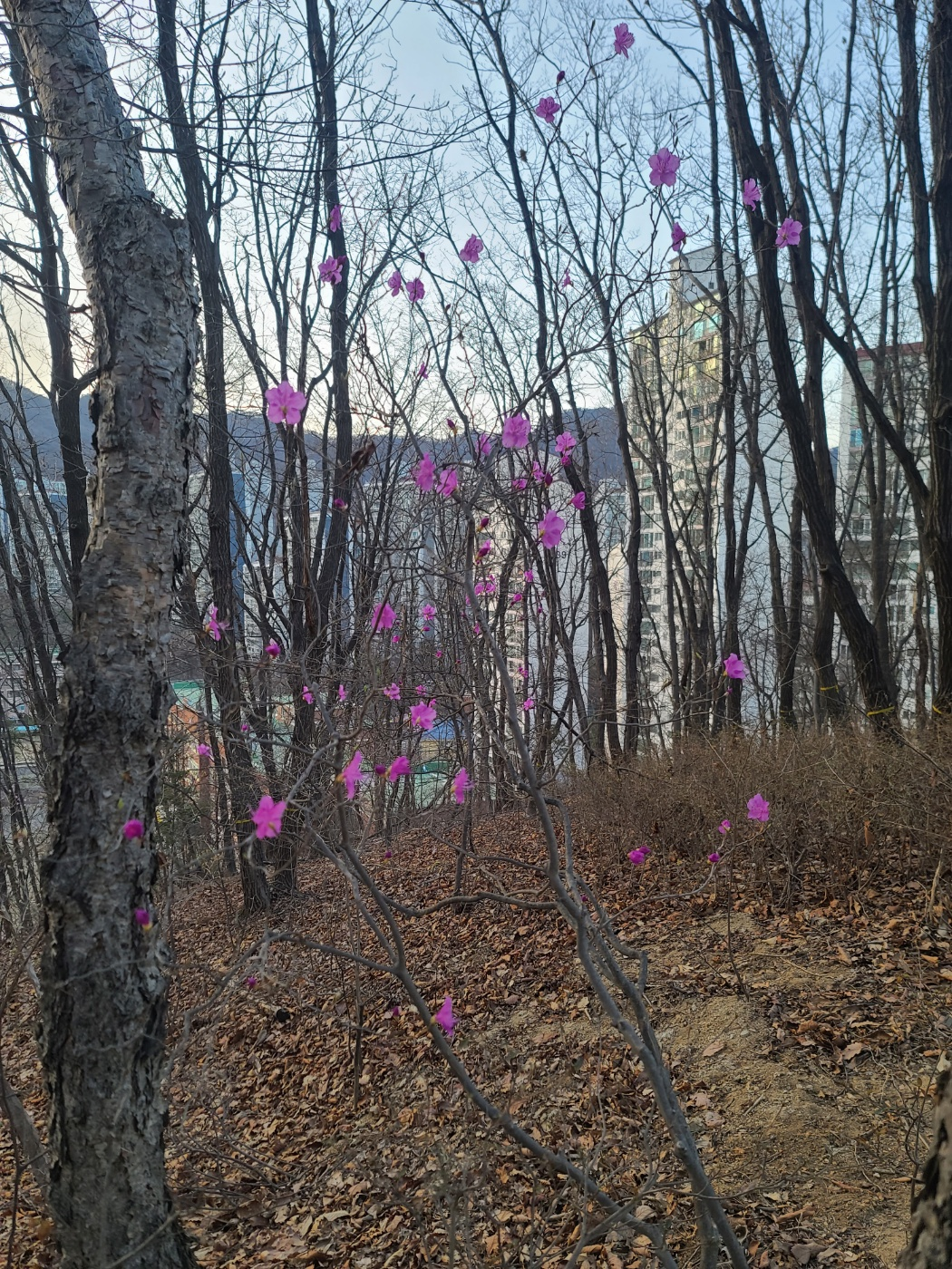 수리산 기슭 진달래꽃