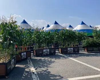 홍천 찰옥수수 축제_10