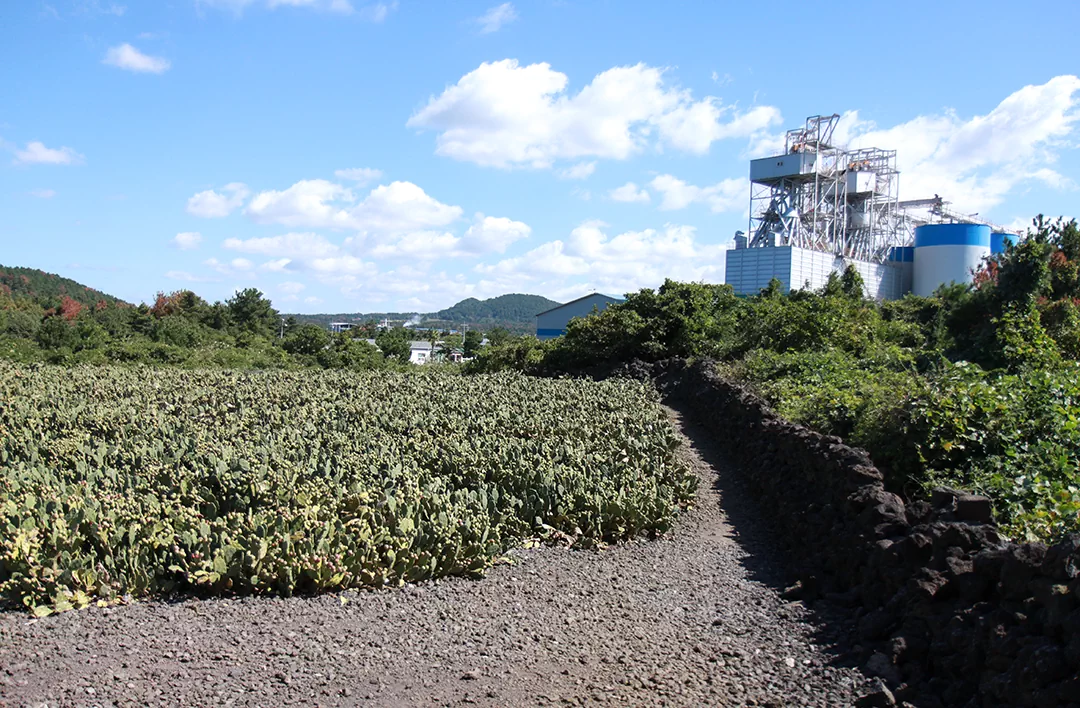 제주 올레길 14코스의 중간 지점인 월령리 선인장 자생지 풍경 사진.