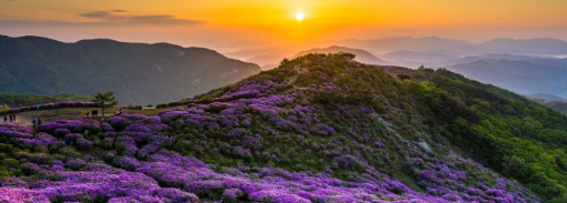 합천 황매산 철쭉제1