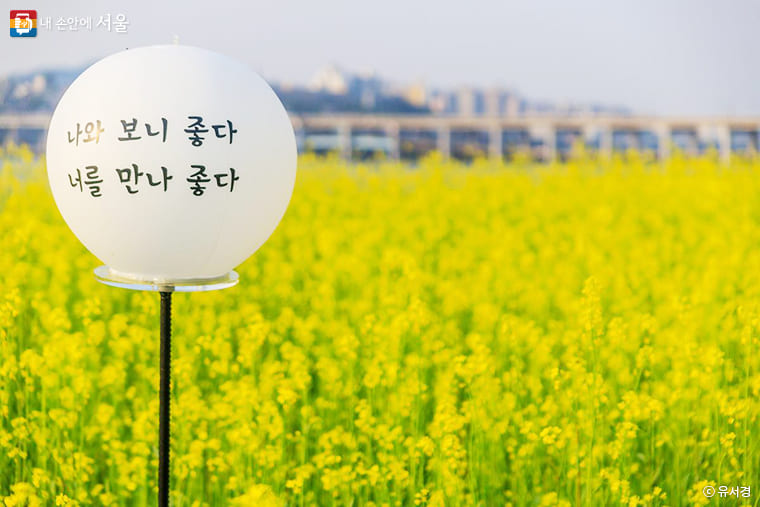 2024 한강 서래섬 유채꽃 축제 일정 정보&amp;#44; 장소 위치&amp;#44; 가는길&amp;#44; 놀거리