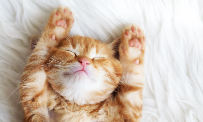 잠자고 있는 새끼 고양이