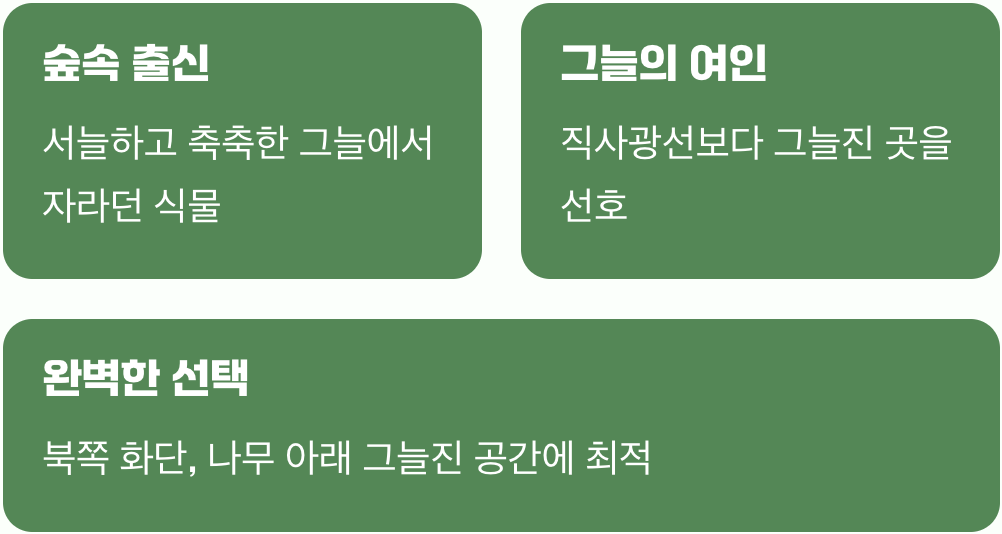 그늘진 곳에 피어나는 빛