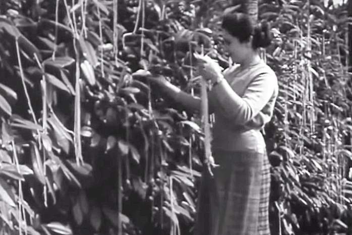 영국-BBC-스파게티-나무-이미지