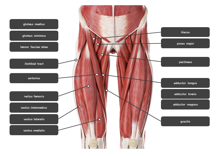 대퇴 넓다리 허벅지 주변 근육 요약