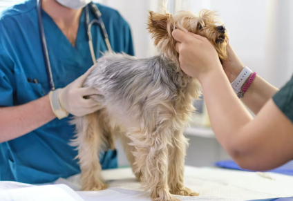 진료받는 강아지