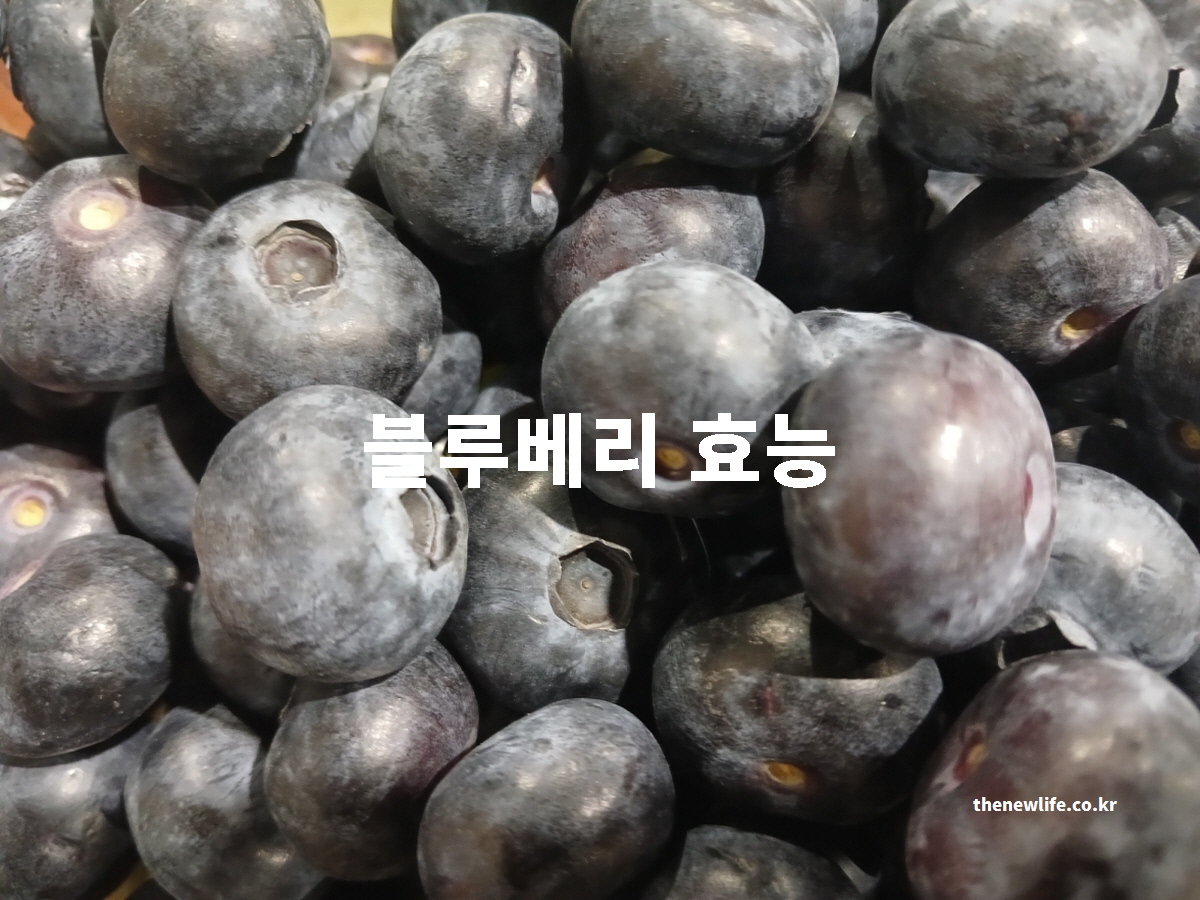 블루베리 효능을 과학적인 근거를 바탕으로 설명하는 대표 실사진
